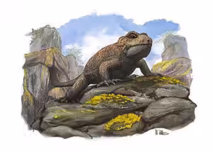 Threordatoth chasmatos is the latest in a long line of species to be discovered at Cromhall Quarry