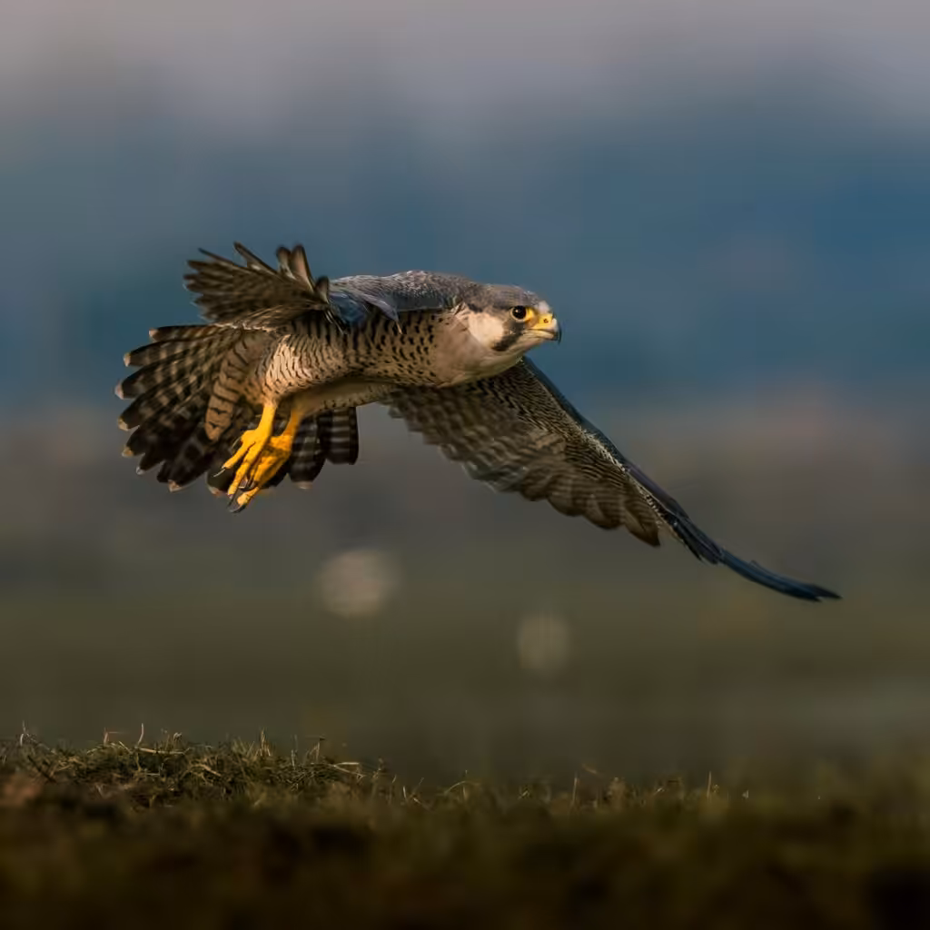 A sharp, detailed photograph of a Peregrine Falcon in flight. The falcon is facing left, its grey-and-white barred plumage and distinctive dark head markings are clearly visible against a blurred background.